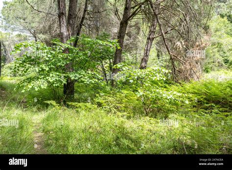 "The forest is a treasure trove of hidden wonders, where every rock and