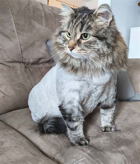 Cat Haircut
