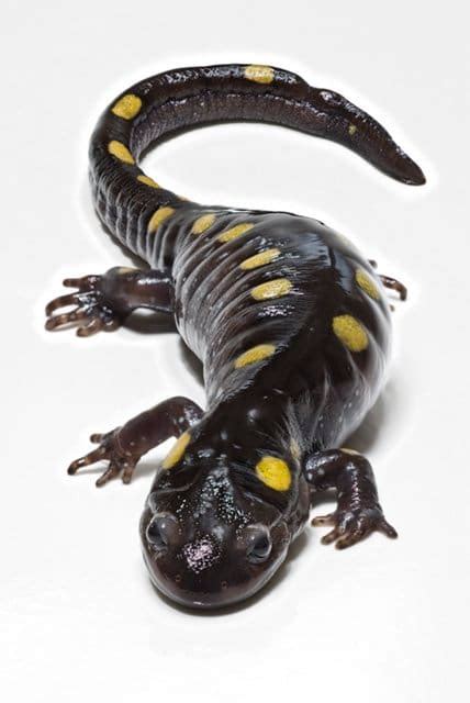 Best Beginner Pet Salamanders And Newts Arquidia Mantina