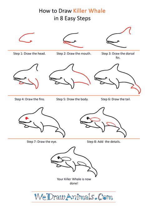 How To Draw A Cartoon Killer Whale