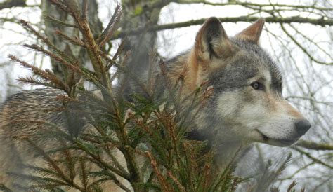 Wolves Have Different ‘howling Dialects Machine Learning Finds Wolf