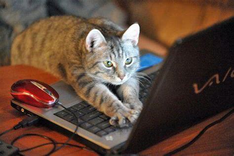 Gaming Cat Computer Cats Care 4 Cats Ibiza