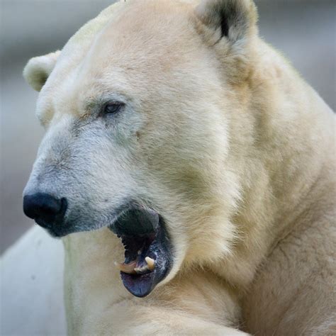 Polar Bear Close Up Free Photo Download Freeimages