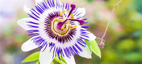 Passion Flower Benefits Uses Risks And Side Effects Dr Axe