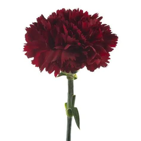 Burgundy Carnation Flower Buy Online Wholesale Flowers In Bulk