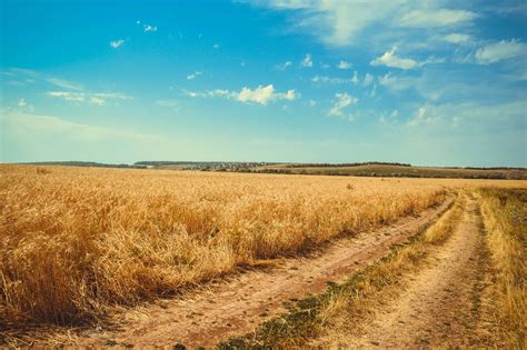 3840x2553 Agriculture Field Wheat 4k Wallpaper Coolwallpapersme