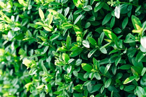 Free Images Hedge Leaves Green Lush Dark Background Wallpaper
