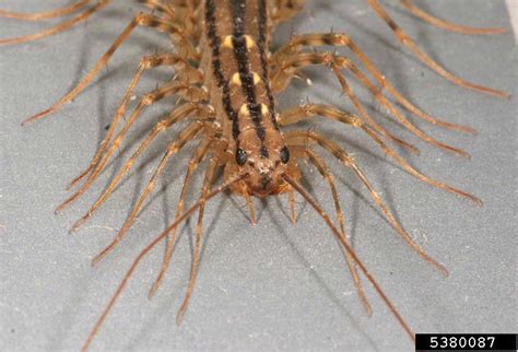 House Centipede Scutigera Coleoptrata Scutigeromorpha Scutigeridae