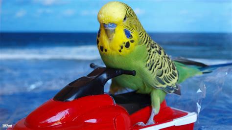 Parakeet Budgie Parrot Bird Tropical 22 Wallpapers Hd Desktop