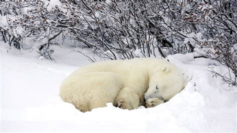 Group Of Polar Bears Nature Animals Winter Snow Hd Wallpaper