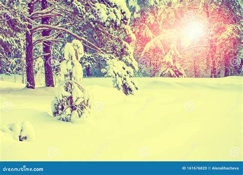 Frozen Winter Forest With Snow Covered Trees Stock Photo Image Of