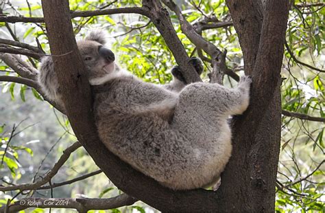 Pin By Alison Godlewski On Koalas Koala Koala Bear Sloth Bear