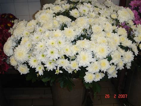 Bunga Kekwa Putih Scientific Name Chrysanthemum Leucanthe Flickr