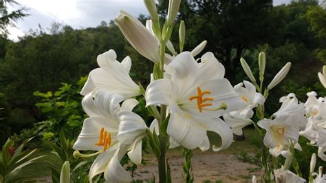 Welcome to san antonio missions, a national park service site and the only unesco world heritage site in texas. Giglio di Sant'Antonio (Lilium Candidum) - YouTube