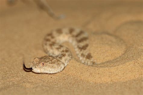 Common Sand Viper Cerastes Vipera עכן קטן A Photo On Flickriver