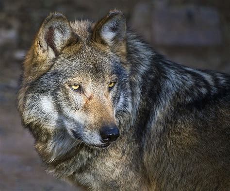 Report 2 Mexican Wolves Found Dead In New Mexico The Daily Courier