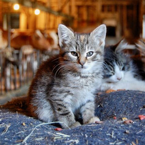 21 Farm Cat Inspirasi Terpopuler