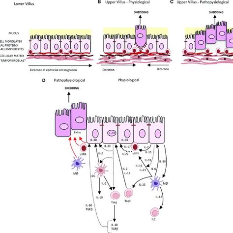 Schematic Functional Organisation Of The Gut Associated Lymphoid