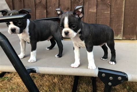 Find boston terrier puppies and breeders in your area and helpful boston terrier information. Boston Terrier Puppies For Sale | Charlotte, NC #294942