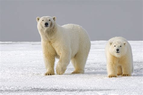 Polar Bears Now Mating With Grizzly Bears Might Survive Climate