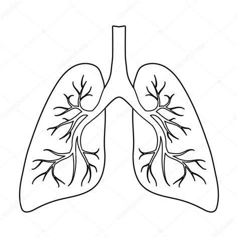 How To Draw Lungs At How To Draw