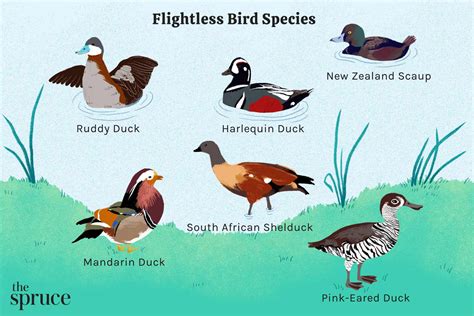 57 Species Of Flightless Birds Nature Blog Network