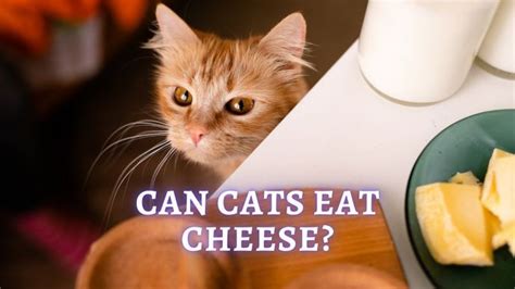 Can Cats Eat Cheese What Cheese Is Safe For Cats