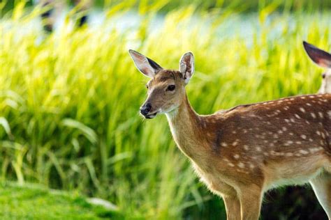 23 Deer Eating Popcorn  Meaning Movie Sarlen14