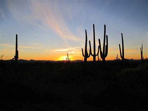 Free Images Nature Horizon Silhouette Cactus Cloud Sky Sun