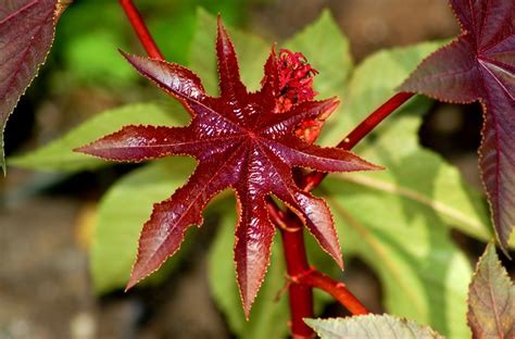 How To Grow And Care For Castor Bean Plants