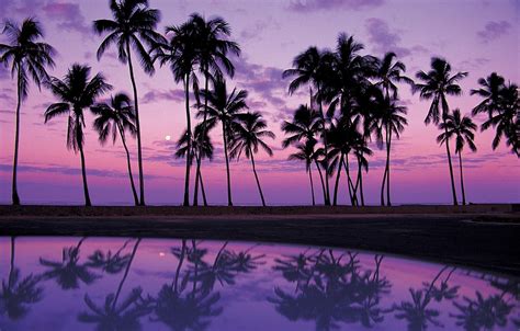 Wallpaper Sand Water Sunset Reflection Palm Trees Shadows Africa