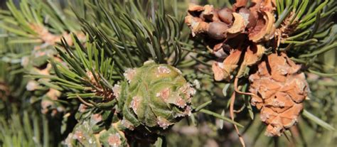 Why Use Locally Sourced Pine Nuts Its A Matter Of A Piñon