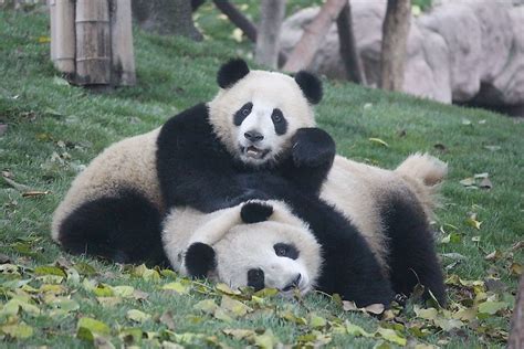The Worlds Most Famous Living Giant Pandas And Their Unique Life