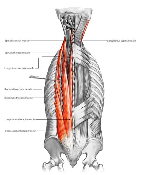 Back Muscles The Muscles Of The Back Earths Lab