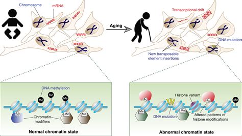 Epigenetics And Aging Science Advances