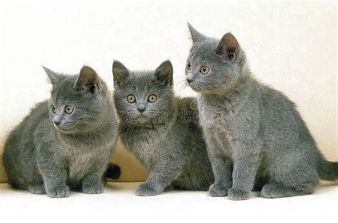 148 Baby Chartreux Stock Photos Free And Royalty Free Stock Photos From