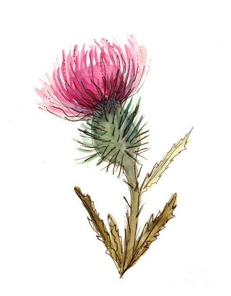 Scottish Thistle Paintings For Sale Thistle Painting Thistles Art