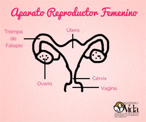 14 Partes De El Aparato Reproductor Femenino Pictures Nanza