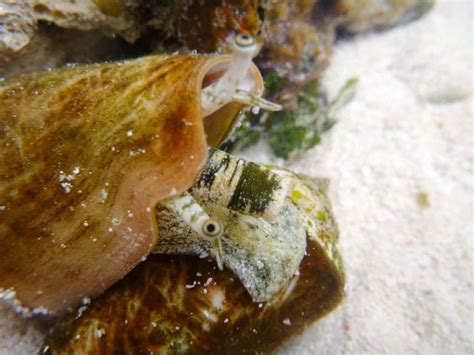 Strombus Luhuanus Scalloped Oysters Jewel Of The Seas Mollusks Sea