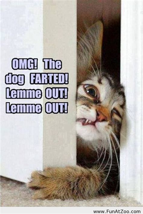 20 Funny Dog Memes Farting Factory Memes