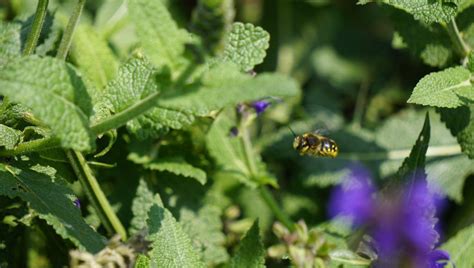 Learn what makes a flower bee friendly and what to add to your garden to keep bees happy and healthy. Save the Native Bees and Bumblebee Species in Ohio in 2020 ...
