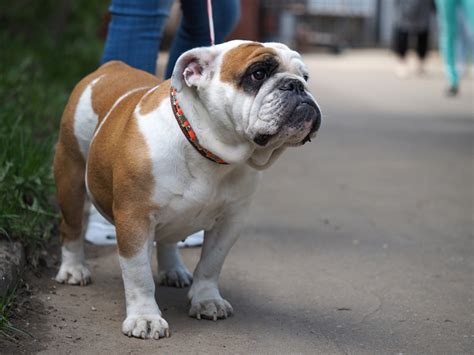 Top 10 Best Medium Sized Dog Breeds Petguide