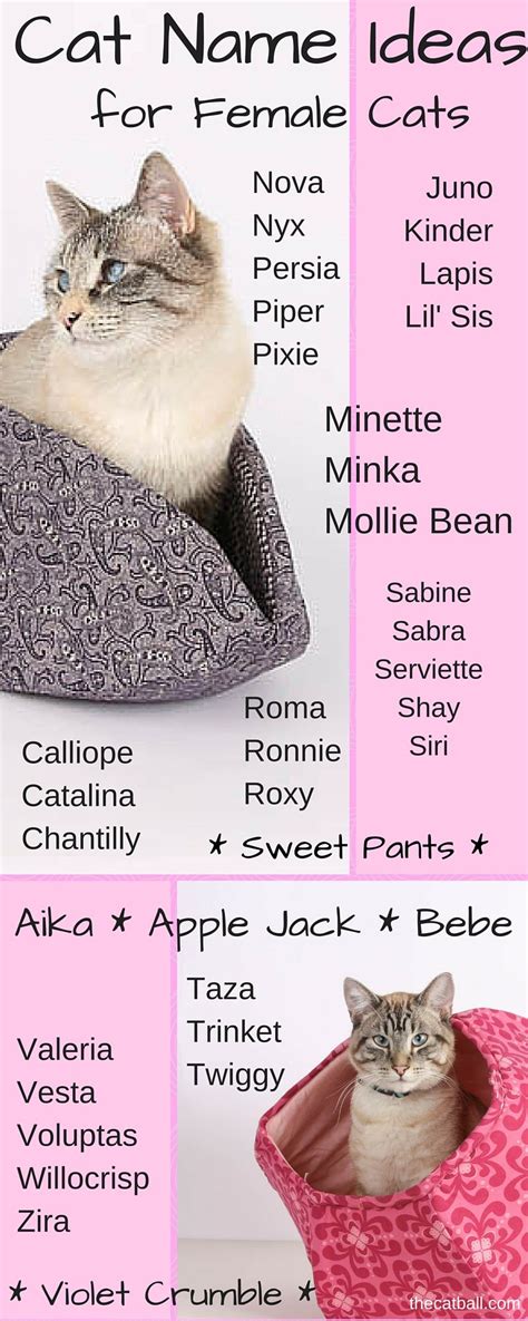Cat Name Ideas For Female Cats Cat Names Kitten Names