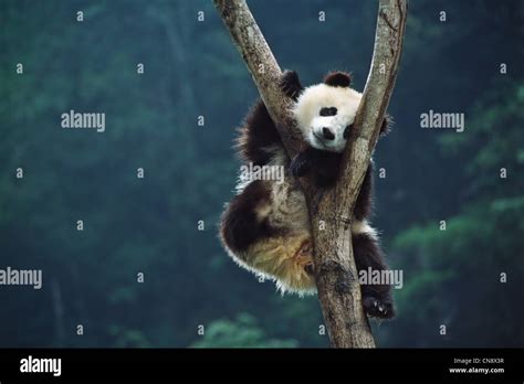 Giant Panda Cub On Tree Wolong Sichuan China Stock Photo Royalty