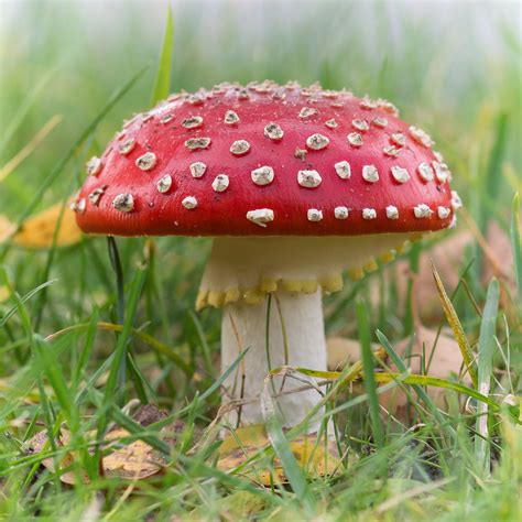 Fly Agaric Fliegenpilz Amanita Muscaria Photograph By Michael Rechter