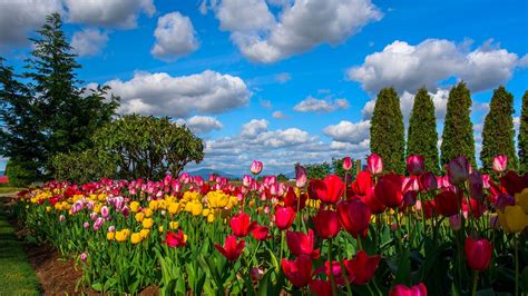 Many Flowers Tulips Field Trees Sky Clouds Wallpaper Flowers