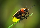 How Do Fireflies Produce Light?