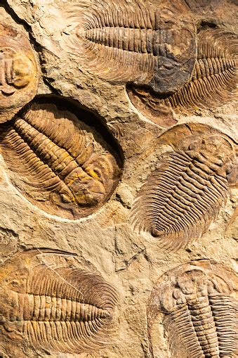 삼엽충의 화석 아카도파라독사이드 브리아레우스 바위 위의 고대 화석화된 절지동물 0명에 대한 스톡 사진 및 기타 이미지 0명