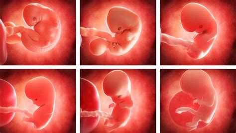 Desarrollo Por Semanas Del Embrión Hasta Convertirse En Feto 🤰🏻