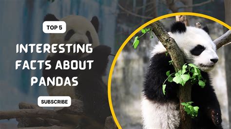 5 Interesting Facts About Pandas Youtube